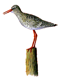 Rotschenkel - copyright Reno Lottmann