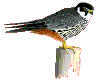 Baumfalke - copyright Reno Lottmann