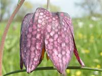Schachbrettblume auf der Juliusplate
